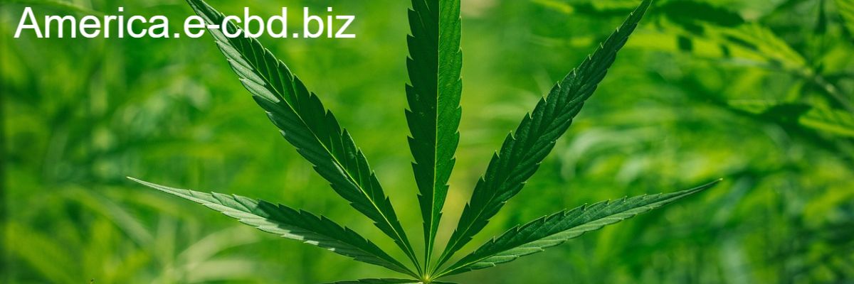 america.e-cbd.biz